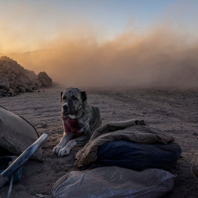 Ein Hund wartet in der Nähe des Hauses seines Herrchens, das von einem Erdbeben zerstört wurde.