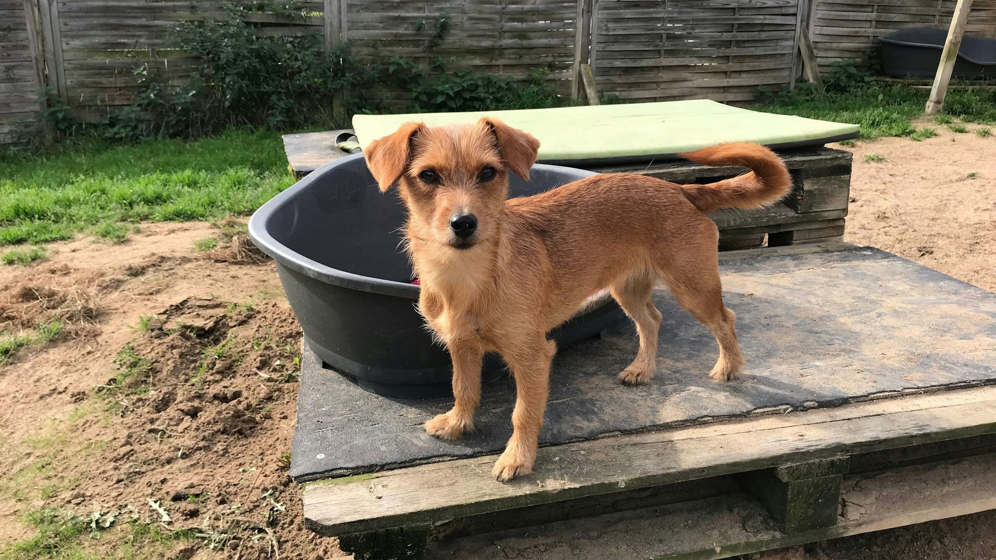 Der kleine Hund Ari in der Hundetagesstätte Hundplus in Alfter.