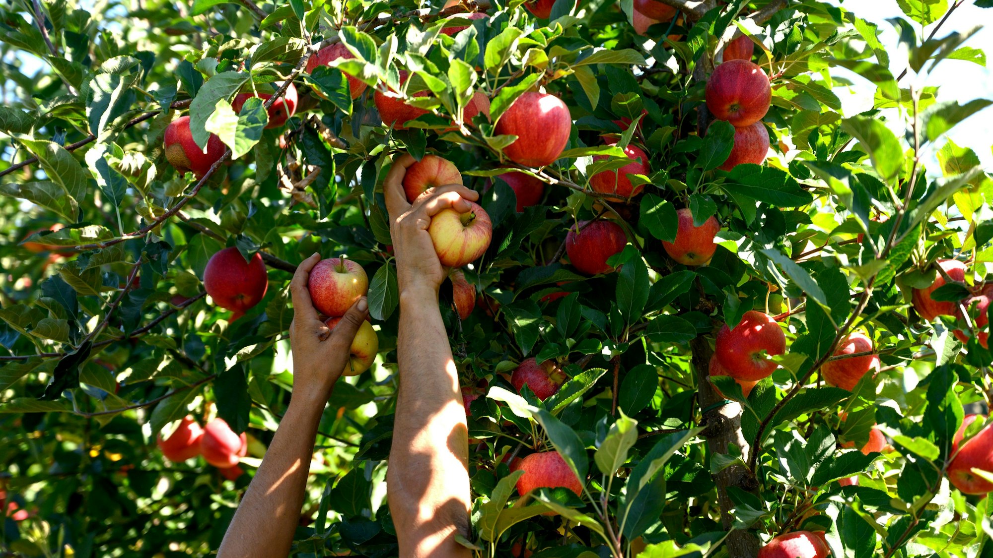 Menschen pfücken Äpfel vom Baum.