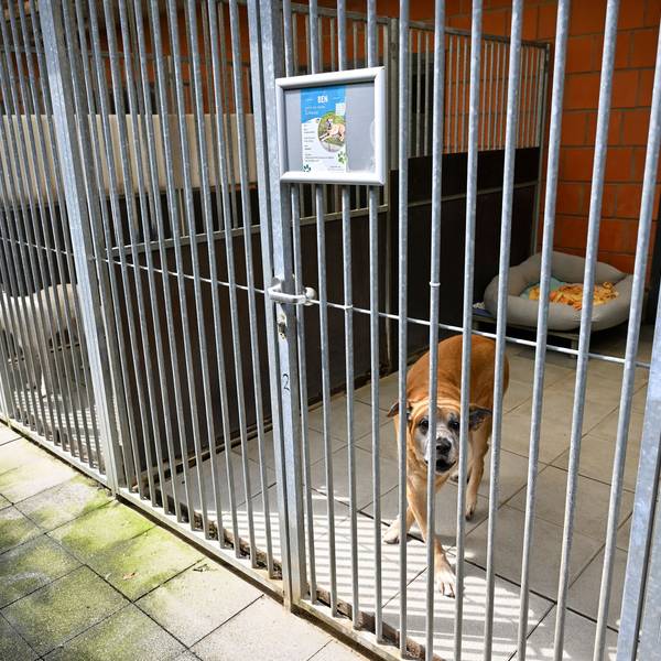 Ein Hund schaut durch Gitterstäbe durch.