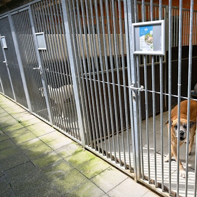 Ein Hund schaut durch Gitterstäbe durch.