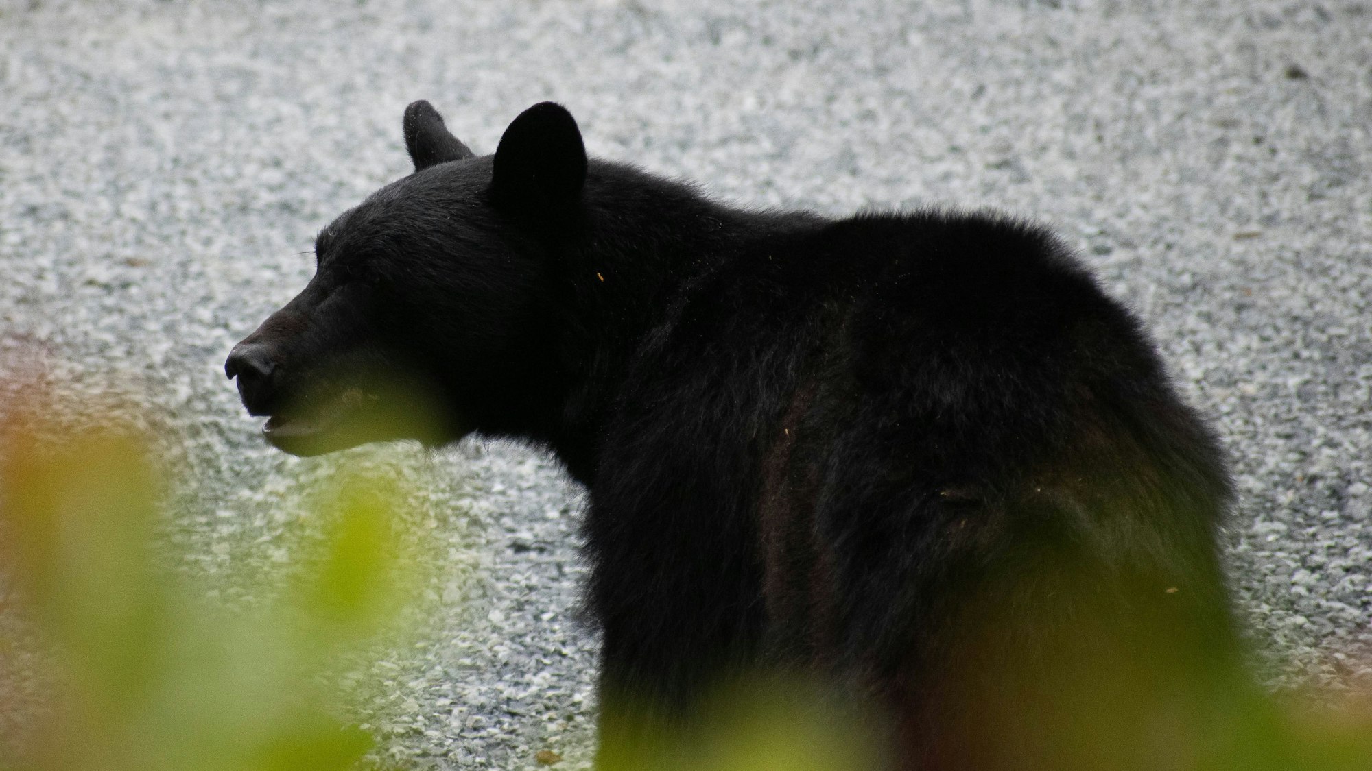 July 10, 2023, Ucluelet, British Columbia, Canada: A wild black bear is seen on the Wild Pacific Trail in Ucluelet, British Columbia, Canada. Ucluelet Canada - ZUMAb332 20230710_zip_b332_002 Copyright: xMatiasxBasualdox