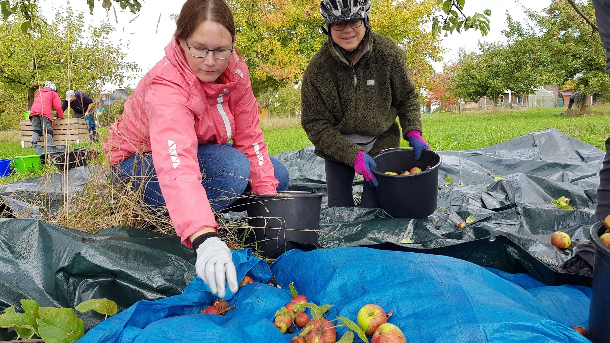 Vereinsmitglieder sammeln Äpfel von einer Streuobstwiese auf.