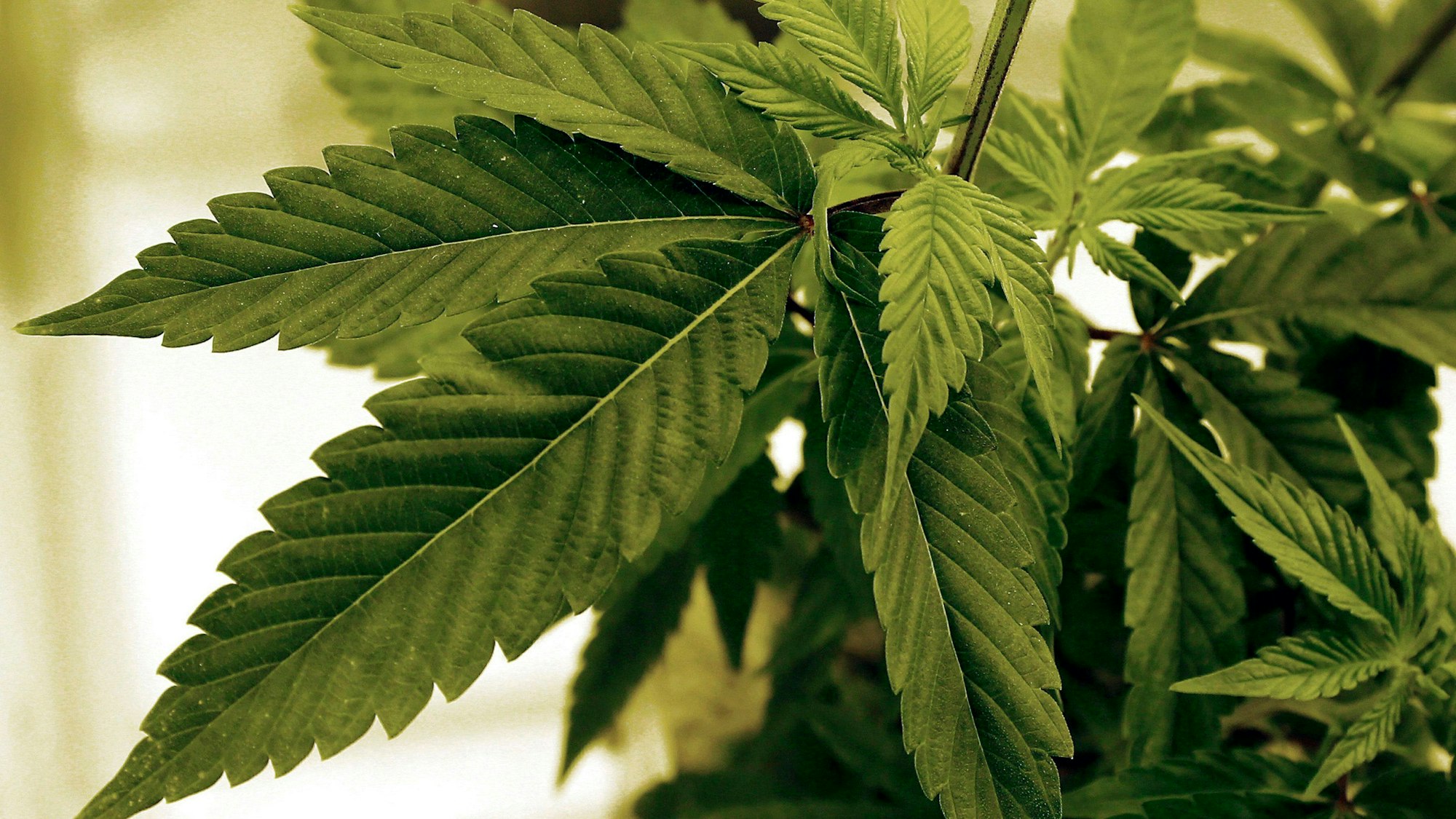 Marihuana-Pflanzen wachsen in einem Labor in Cottage Grove, USA.