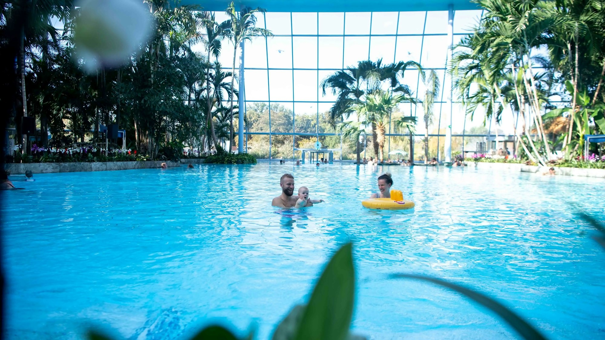 Eine Familie schwimmt im Becken der Therme Euskirchen, rundherum sind Palmen zu sehen.