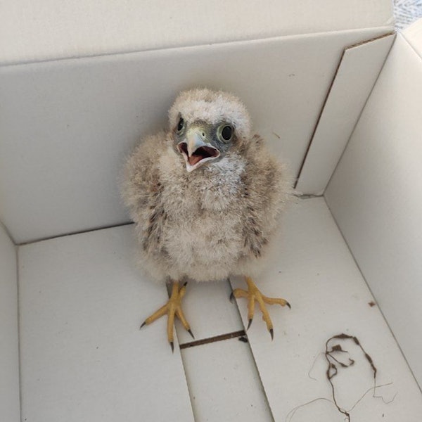 Ein Turmfalken-Küken sitzt in einem Karton.