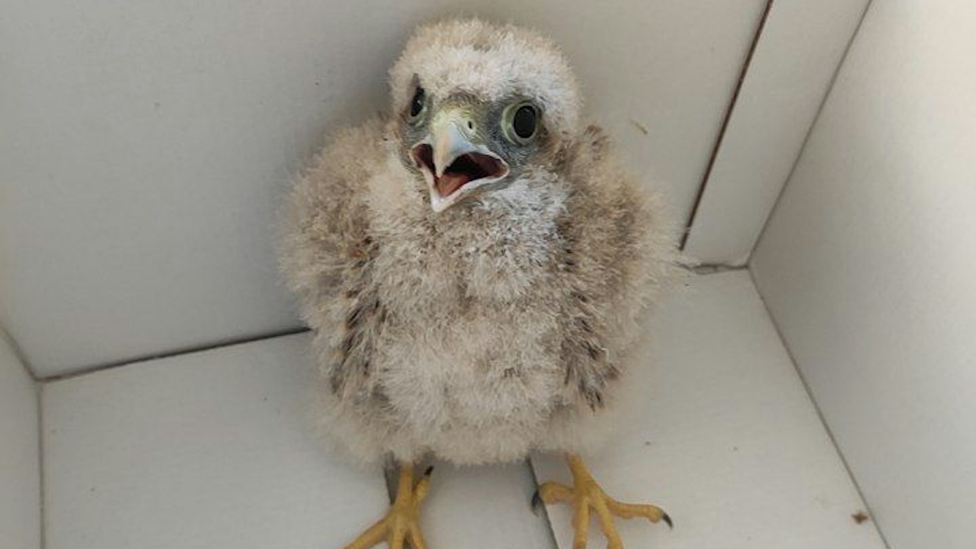 Ein Turmfalken-Küken sitzt in einem Karton.