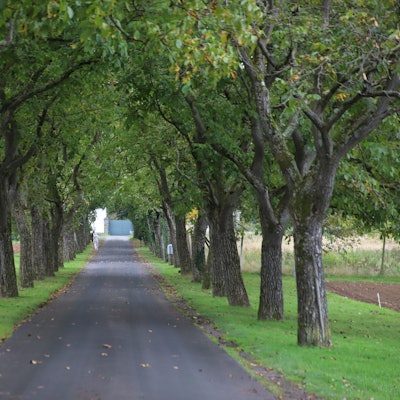 Eine schöne Nussbaumallee führt zum Gut Umschoss.