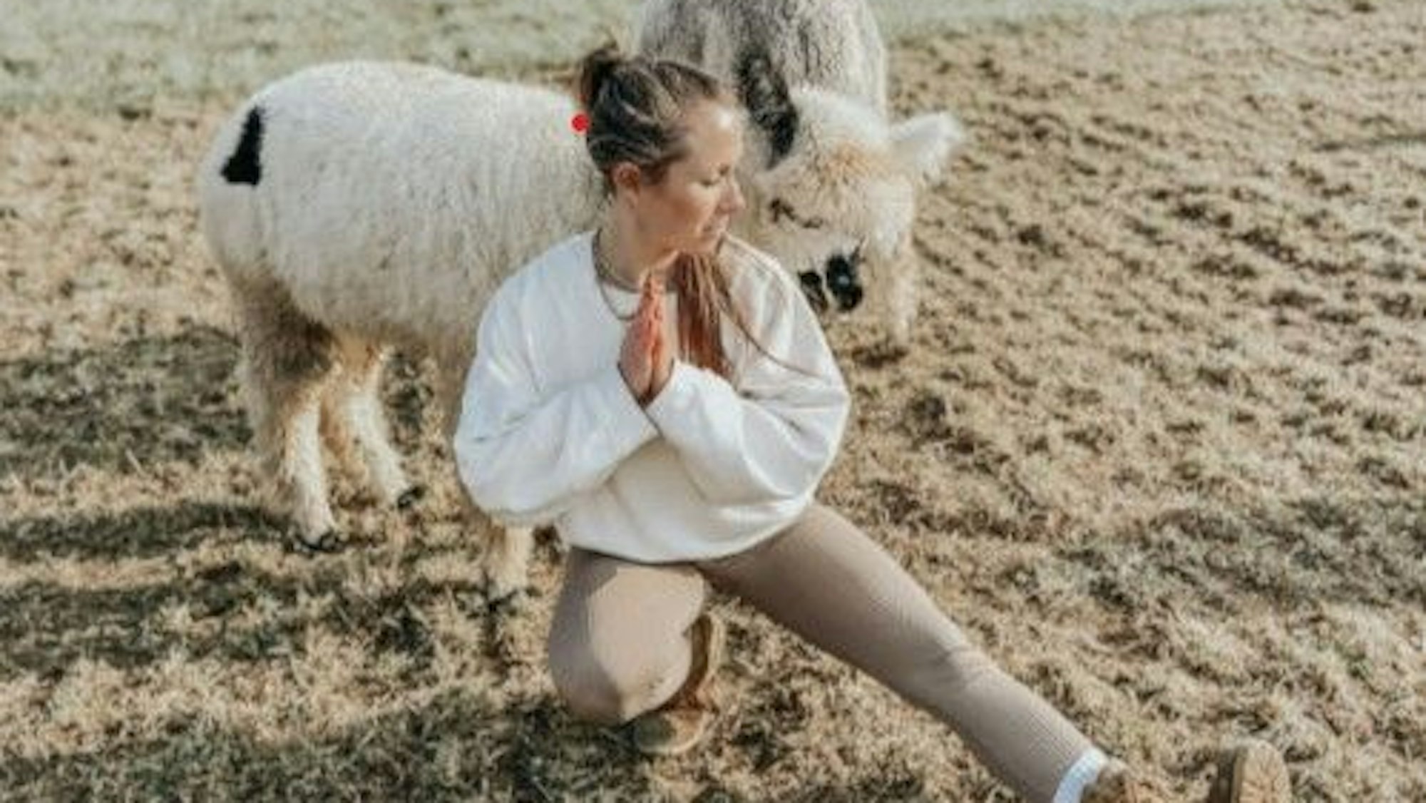 Eine Frau macht Yoga, hinter ihr stehen zwei Alpakas.