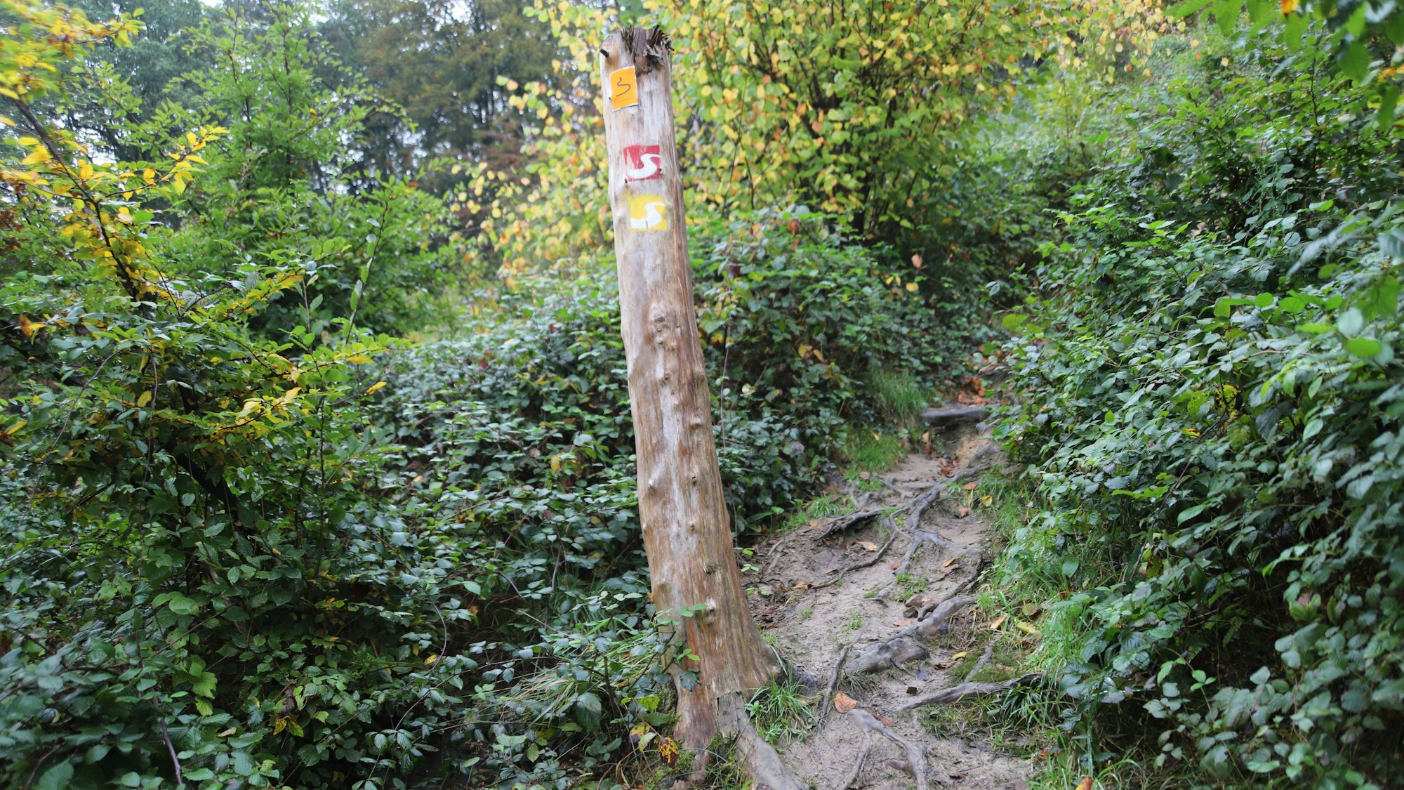 Ein steiler Wurzelsteig nahe des Staudamms geht hinunter ins Wahnbachtal.