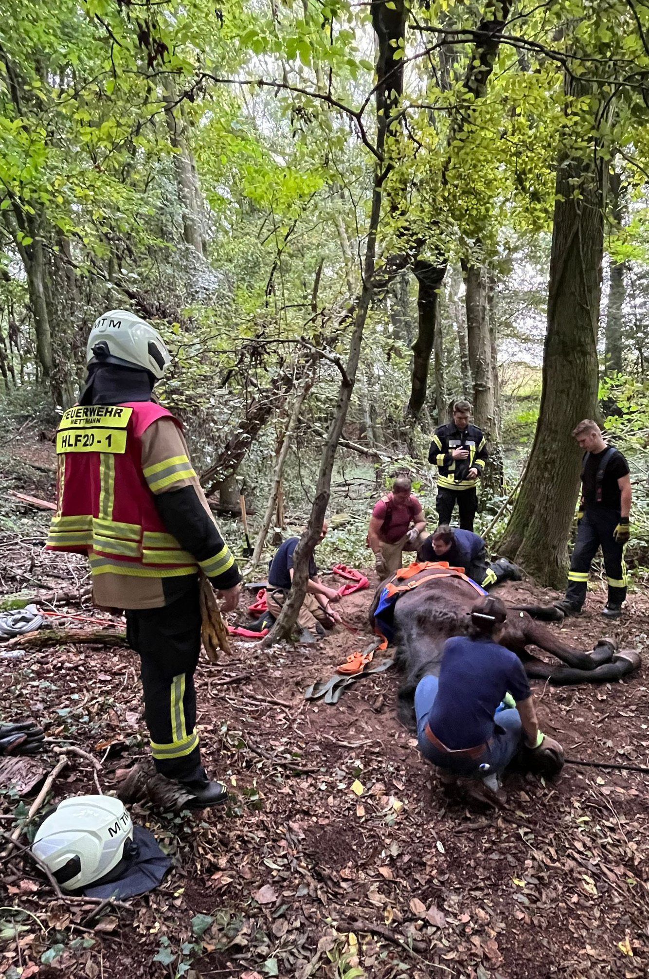 Einsatzkräfte der Feuerwehr Mettmann retten ein Pferd, das in einem Wald in aus ausgetrocknetes Bachbett gerutscht war.