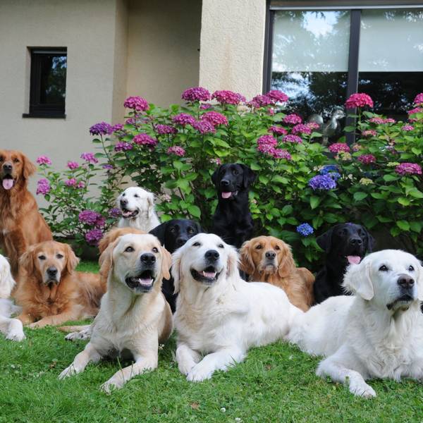 Golden Retriever und Labrador Retriever in verschiedenen Farben sitzen und liegen im Garten.