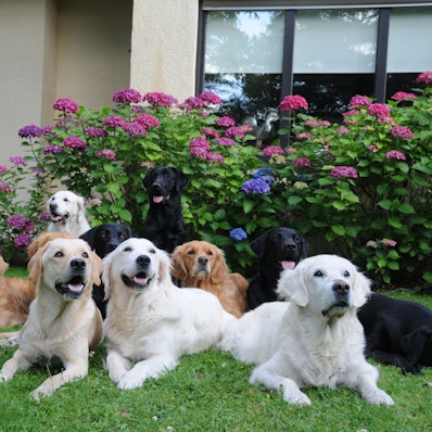 Golden Retriever und Labrador Retriever in verschiedenen Farben sitzen und liegen im Garten.