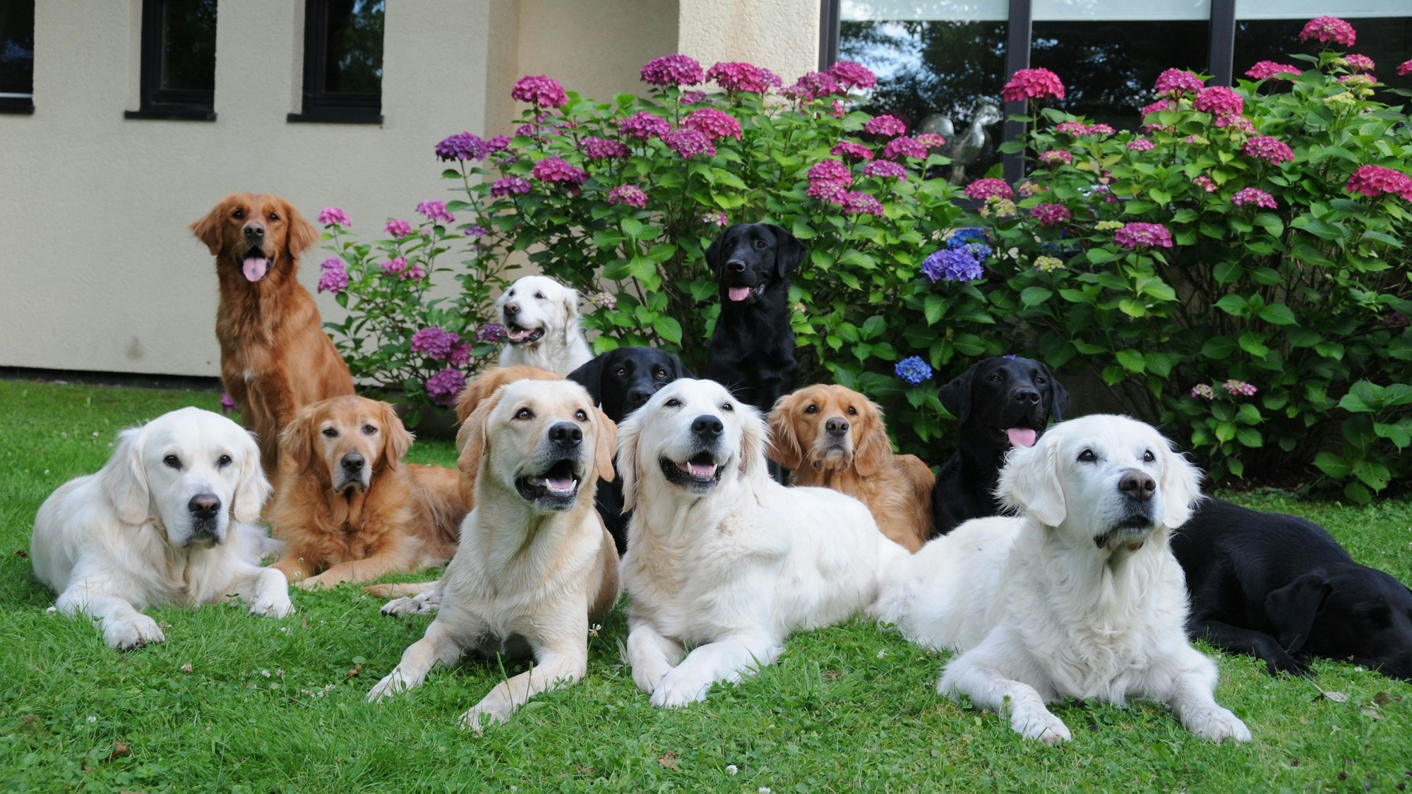 Golden Retriever und Labrador Retriever in verschiedenen Farben sitzen und liegen im Garten.