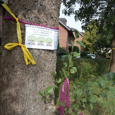 Mit bunten Bändern geschmückte Bäume. Infozettel informieren über ihren ökologischen Wert.