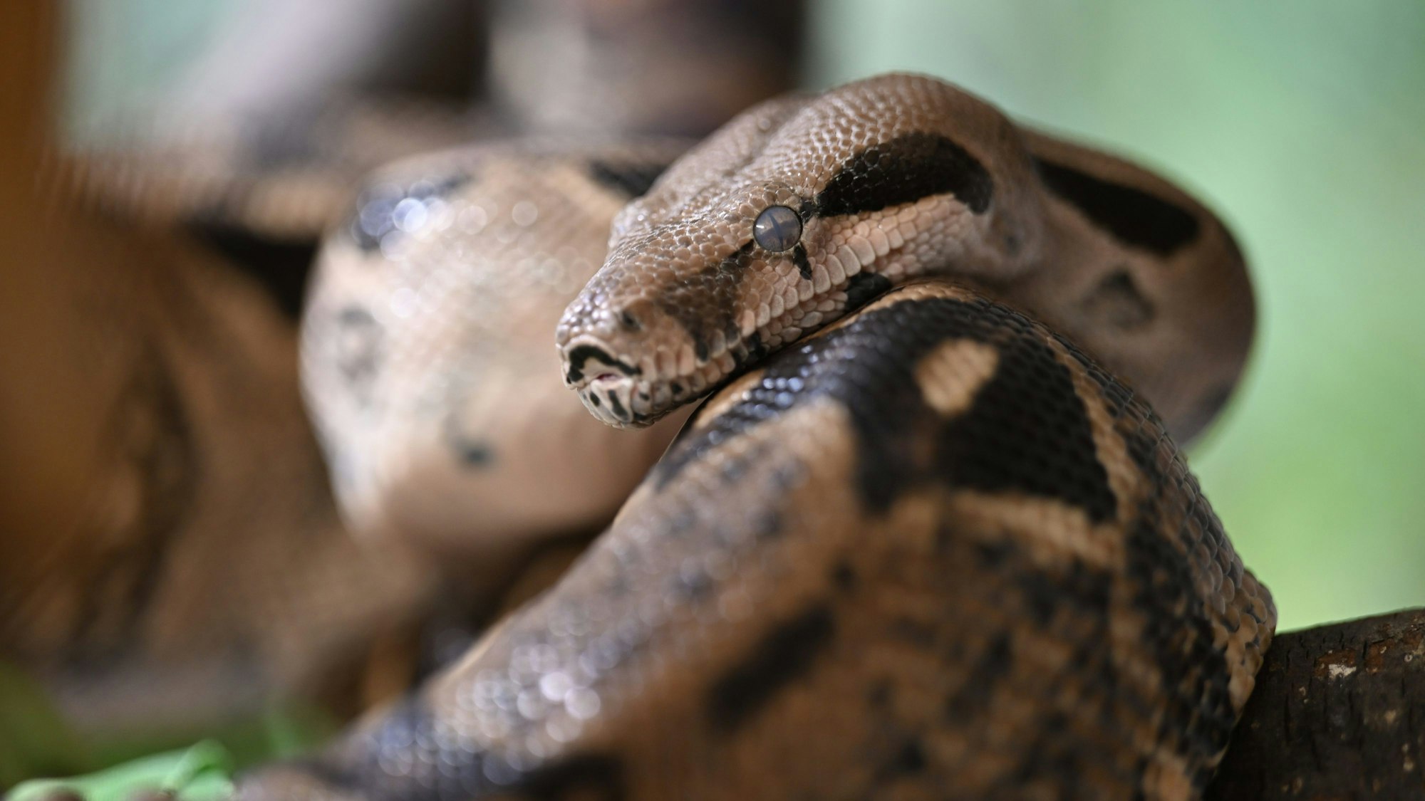 Eine Boa constrictor liegt auf einem Ast.