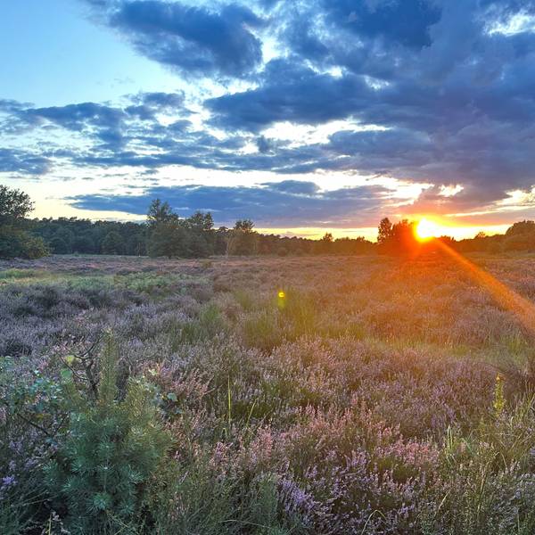 In der Wahner Heide zwischen Troisdorf und Altenrath blüht die Heide bei einem schönen Sonnenuntergang mit tollem Himmel.