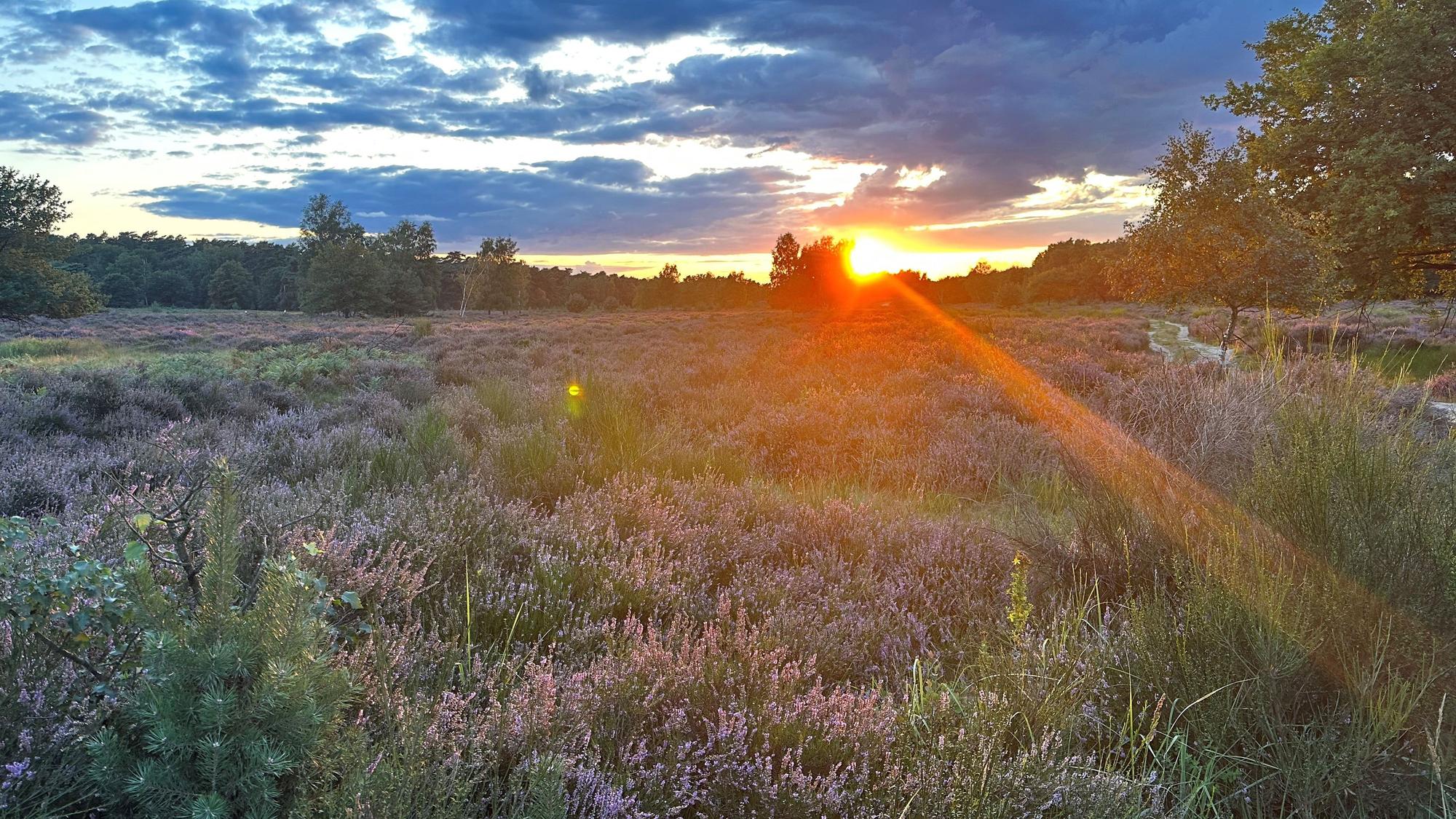 In der Wahner Heide zwischen Troisdorf und Altenrath blüht die Heide bei einem schönen Sonnenuntergang mit tollem Himmel.