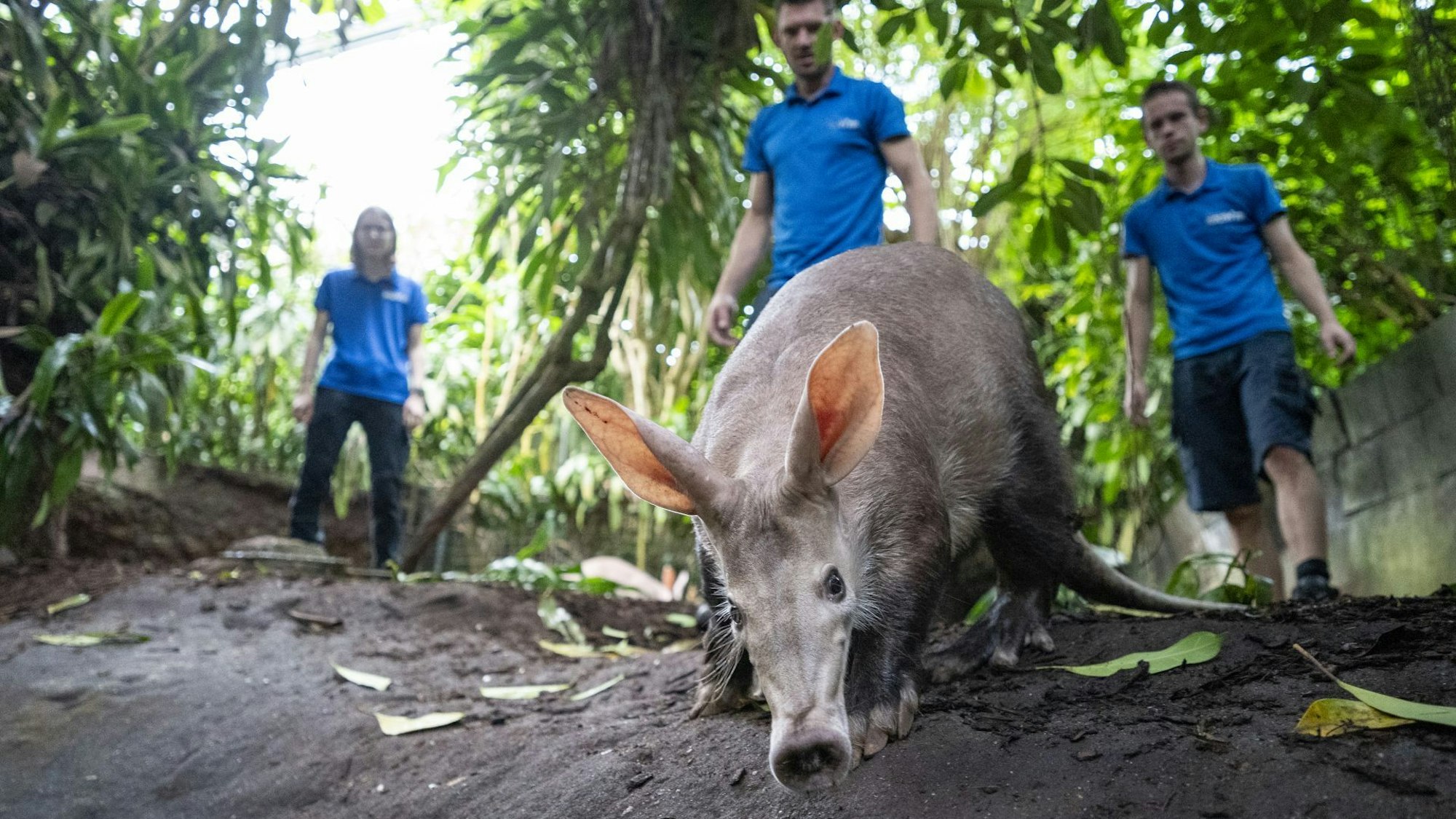 Hier noch im Burger's Zoo in den Niederlanden: Willow (engl. Weidenbaum)
