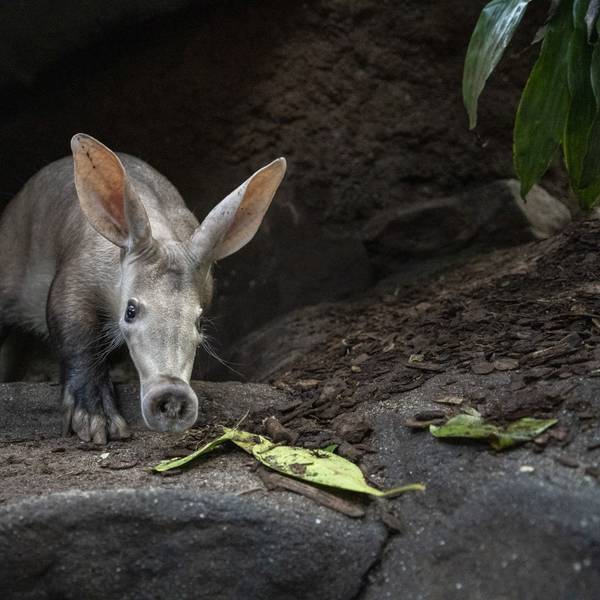 Sanftmütiger Verwandter von Seekühen und Rüsselspringern: das Erdferkel.