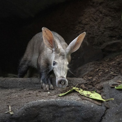 Sanftmütiger Verwandter von Seekühen und Rüsselspringern: das Erdferkel.