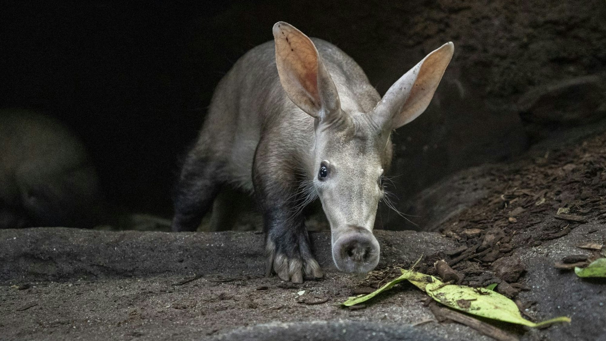 Sanftmütiger Verwandter von Seekühen und Rüsselspringern: das Erdferkel.