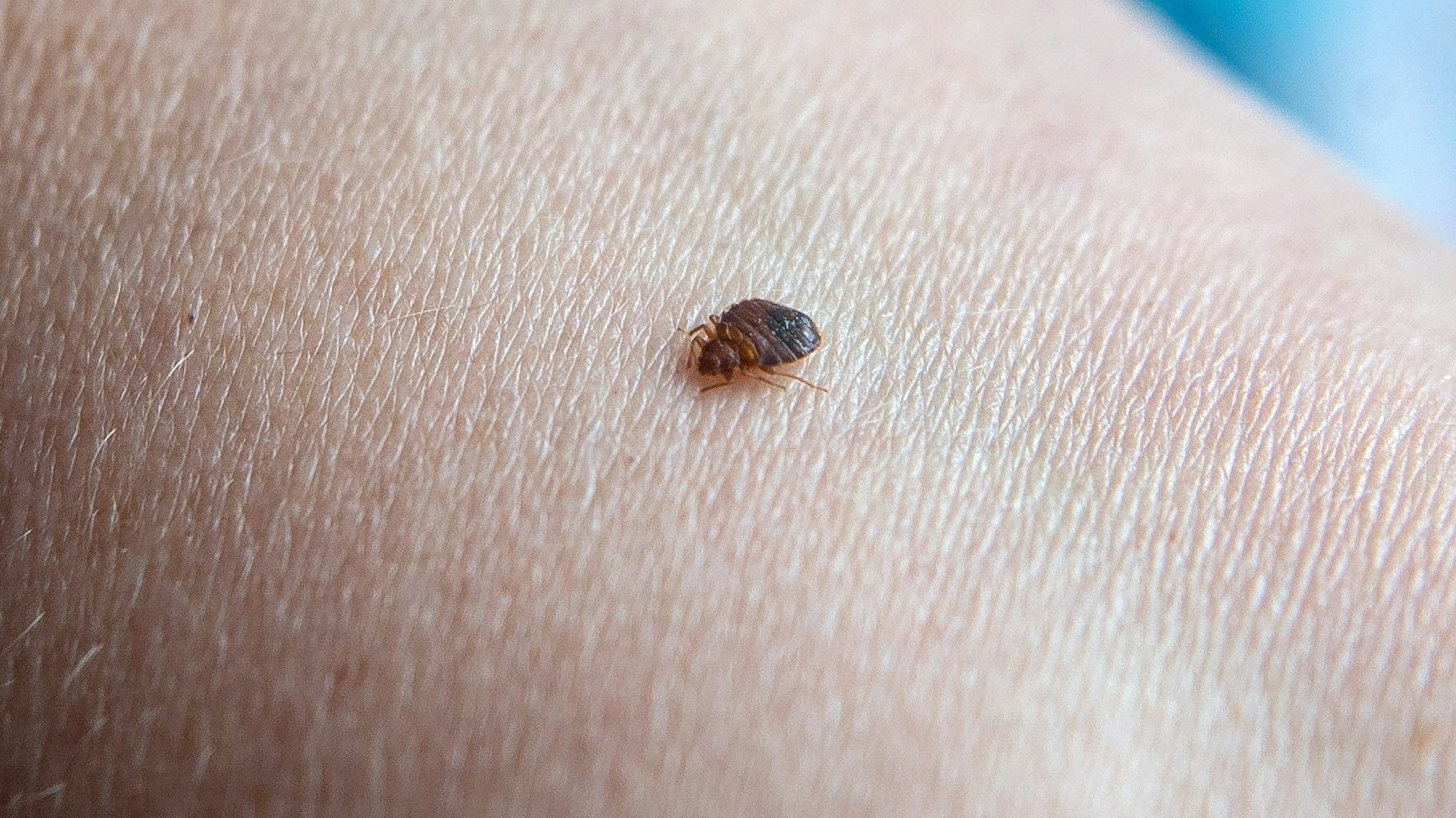 Bettwanzen saugen Blut. Auch auf Mallorca breiten sie sich weiter aus.