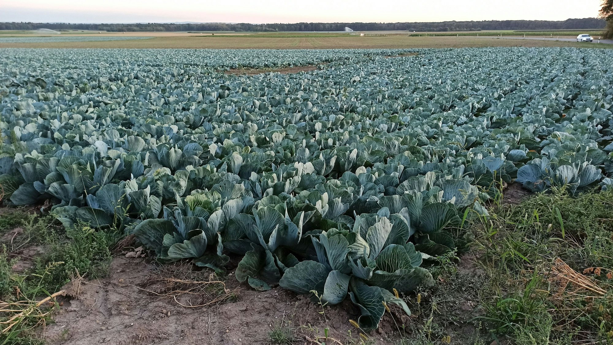 Wo Kappes wächst, könnten zwischen Hemmerich und Rösberg die ersten Windräder gebaut werden.