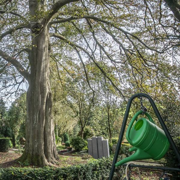 Blutbuche auf dem Friedhof Burscheid. Ab dem 23. Oktober 2023 soll sie gefällt werden.