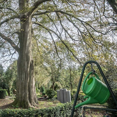 Blutbuche auf dem Friedhof Burscheid. Ab dem 23. Oktober 2023 soll sie gefällt werden.