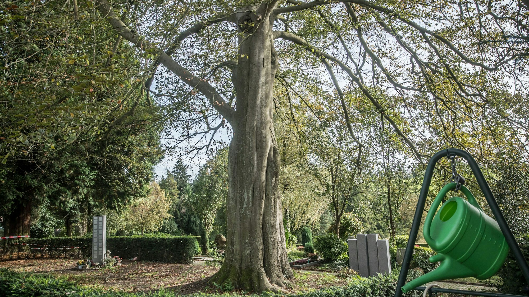 Buche auf dem Friedhof Burscheid, die im Herbst 2023 gefällt werden musste