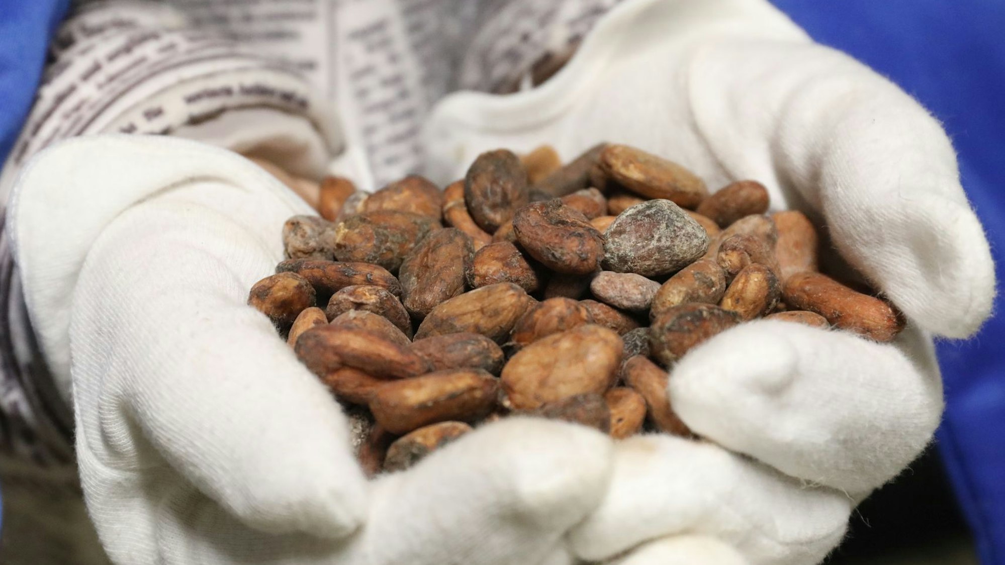 Paula Print hält in ihren Händen noch nicht geröstete Kakaobohnen.