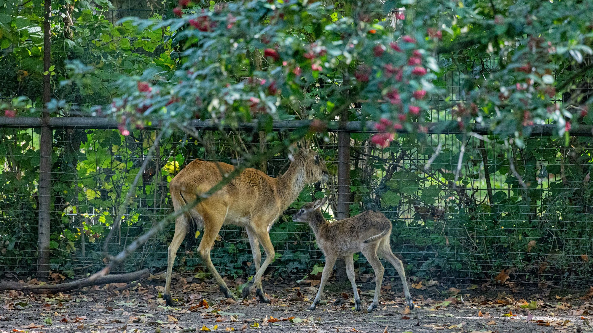 Die Antilopen Mutter steht mit ihrem Nachwuchs an einem Zaun.