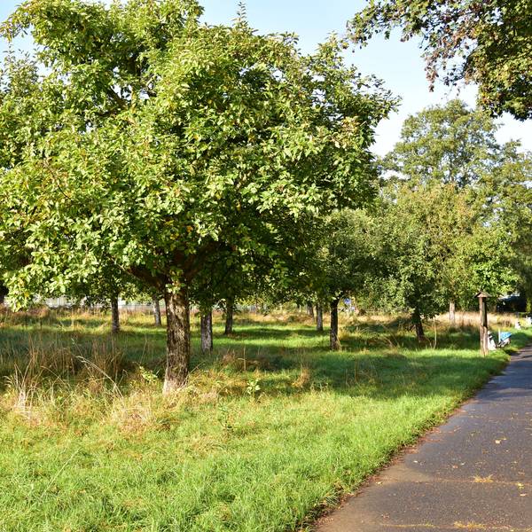 Streuobstwiese in Sankt Augustin-Hangelar wurde von Dieben geplündert.