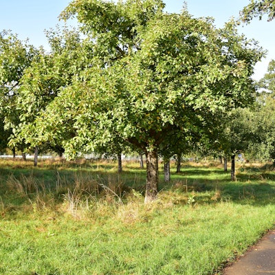 Streuobstwiese in Sankt Augustin-Hangelar wurde von Dieben geplündert.
