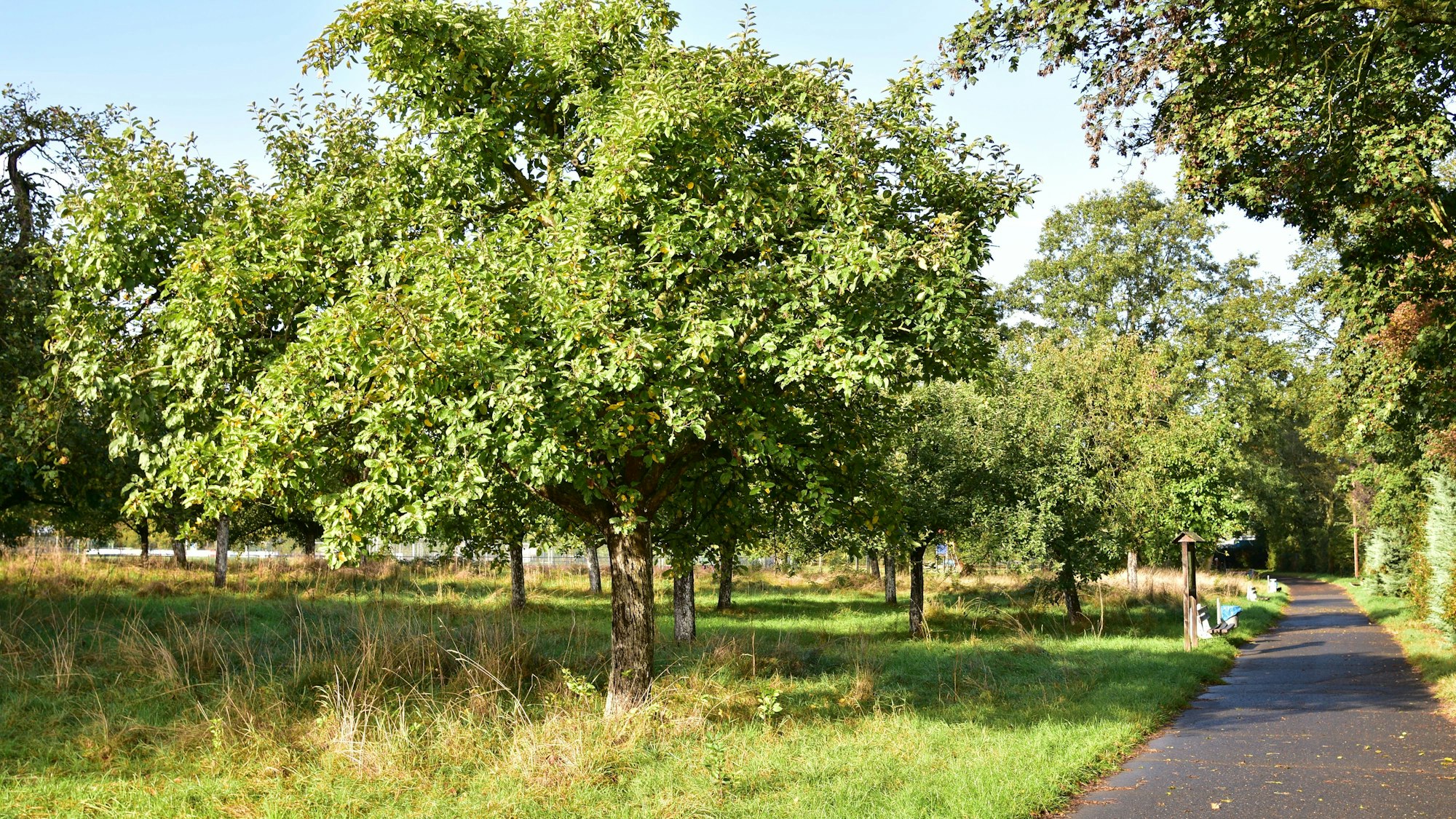 Streuobstwiese in Sankt Augustin-Hangelar wurde von Dieben geplündert.