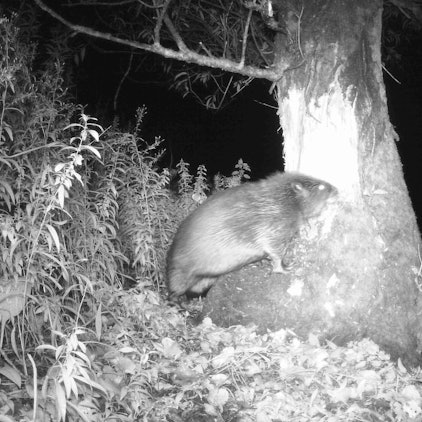 Ein Biber nagt nachts an einem Baum an der Siegmündung.