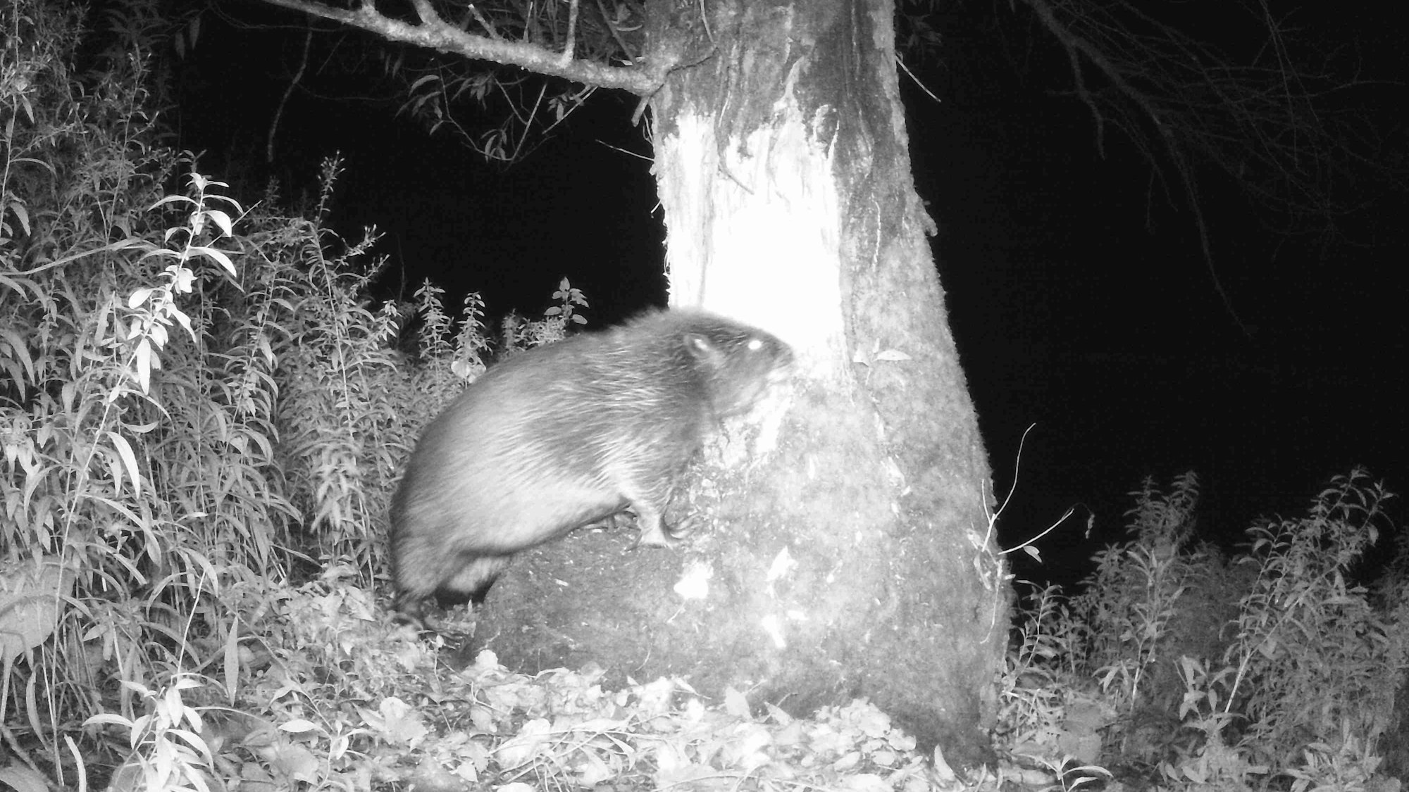 Mit einer Wildkamera wurde ein Biber im Oktober 2023 an der Siegmündung fotografiert.