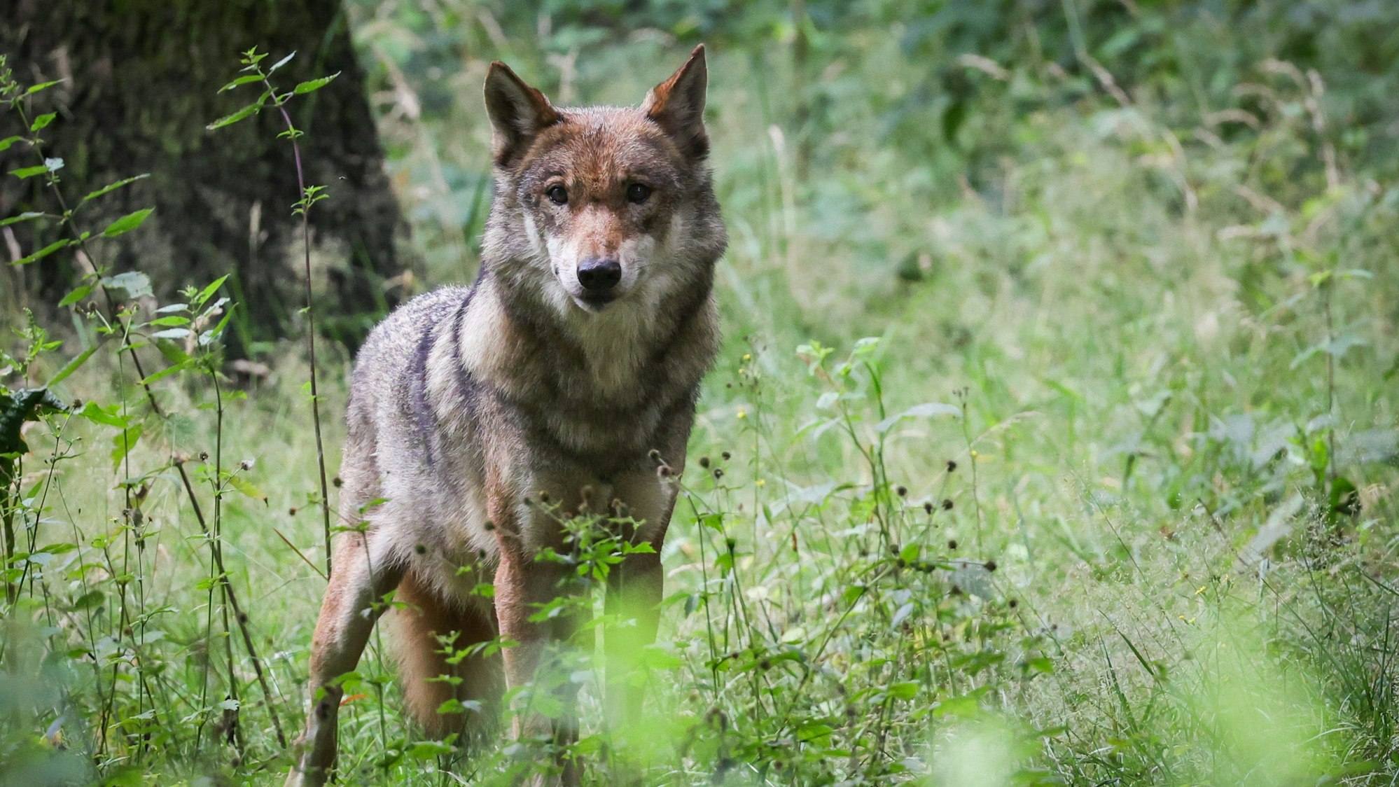 Schleswig-Holstein, Eekholt: Eine ausgewachsener weiblicher Wolf steht in seinem Gehege im Tierpark Eekholt.