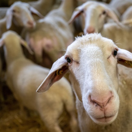 Bild aus einem Schafstall