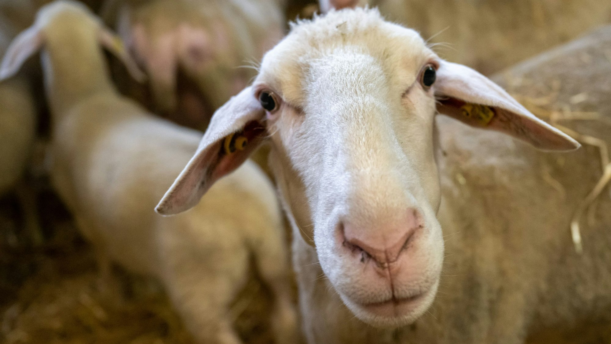Bild aus einem Schafstall
