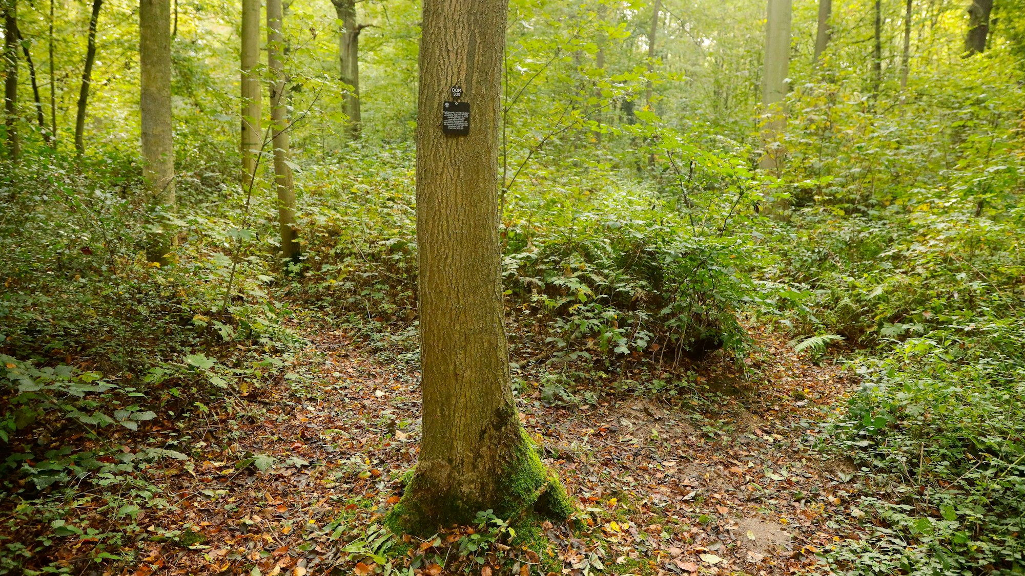 16.10,2023, Dormagen. Friedwald Dormagen.Foto:Dirk Borm