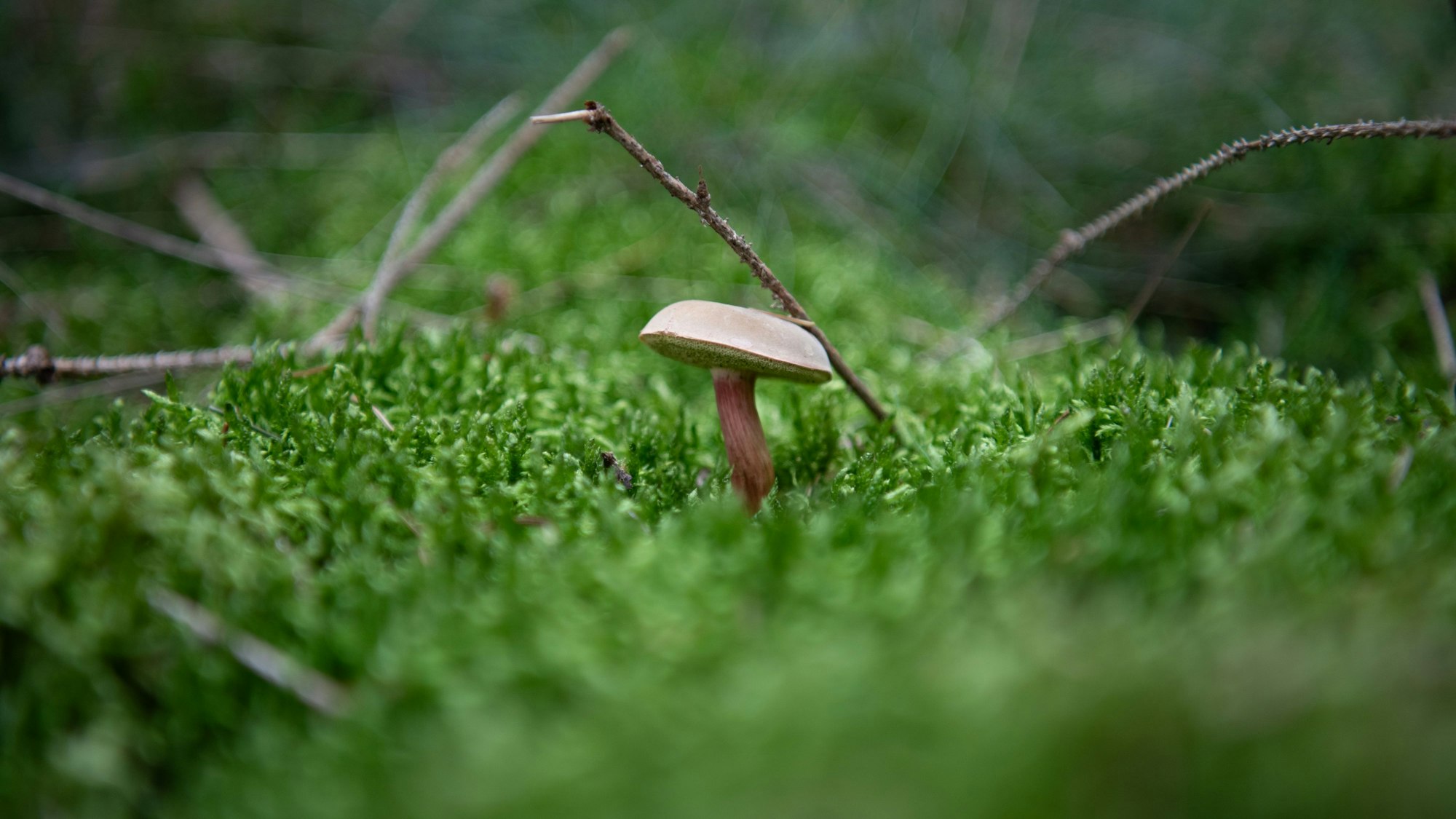 Ein Rotfußröhrling sprießt aus dem grünen Waldboden.