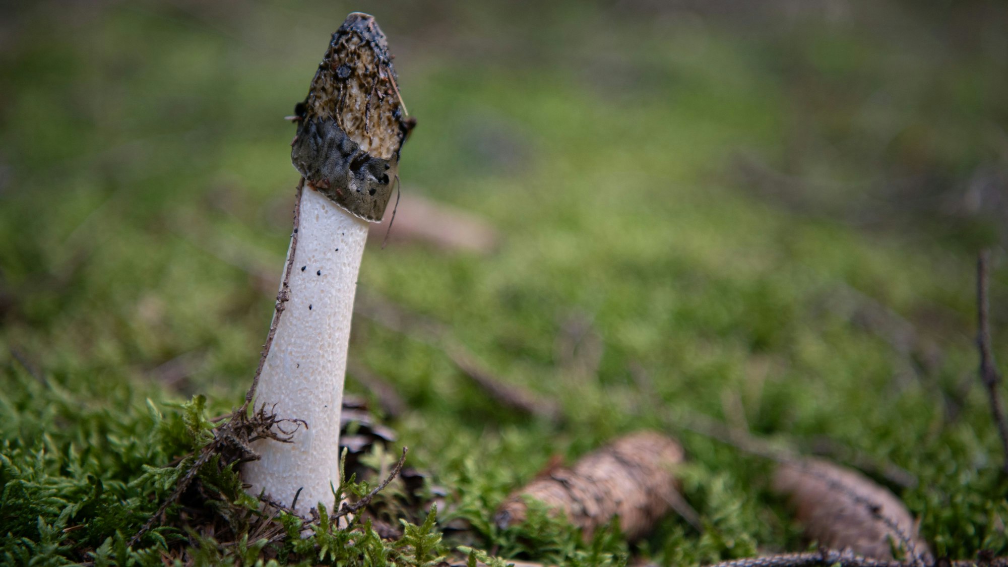 Eine Stinkmorchel wächst auf mit Moos bedecktem Waldboden.