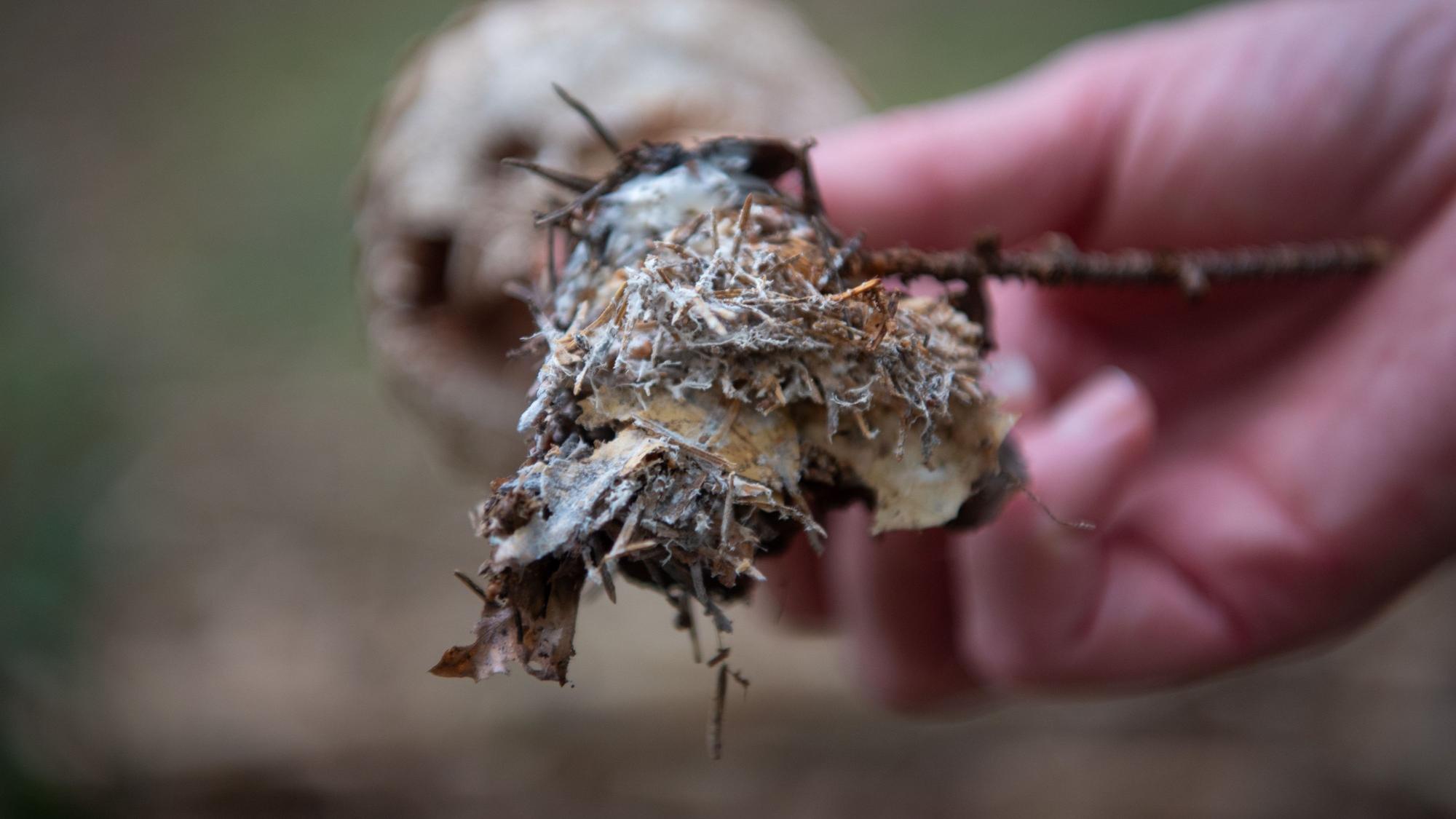 Das Bild zeigt kleine, weiße Fäden am Ende eines Pilz-Fruchtkörpers.