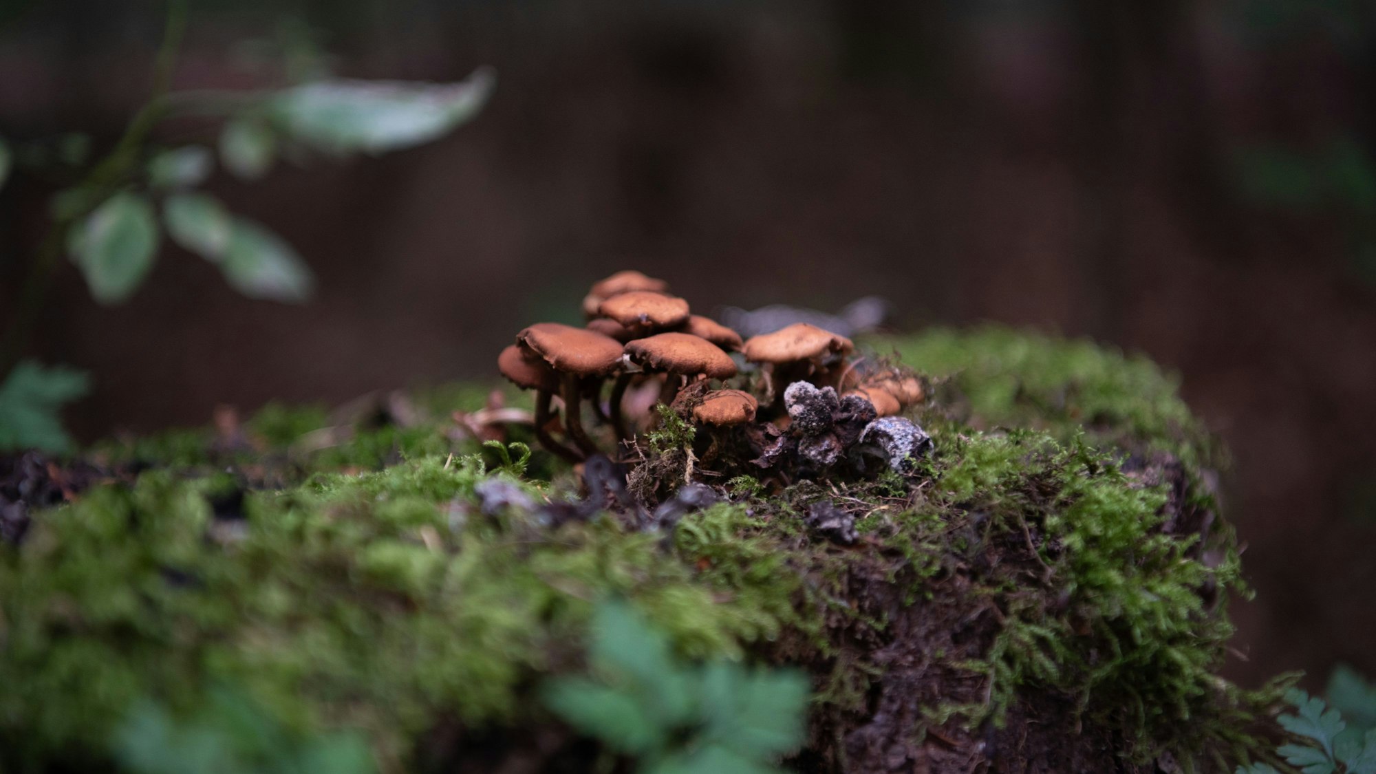 Stockschwämmchen wachsen auf einem alten, mit Moos bedecktem Baumstumpf.