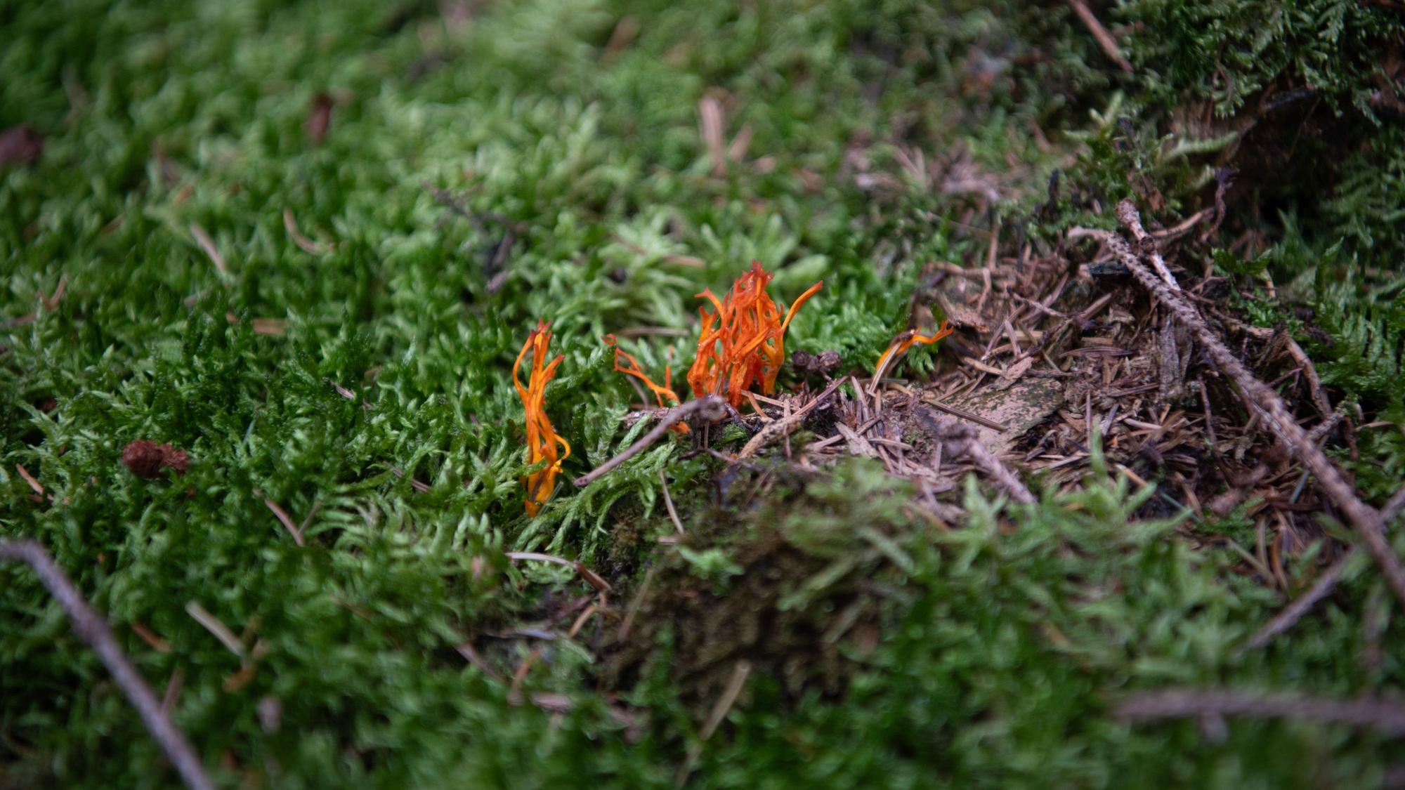 Dünne, orangefarbene Pilze sprießen aus dem Waldboden.