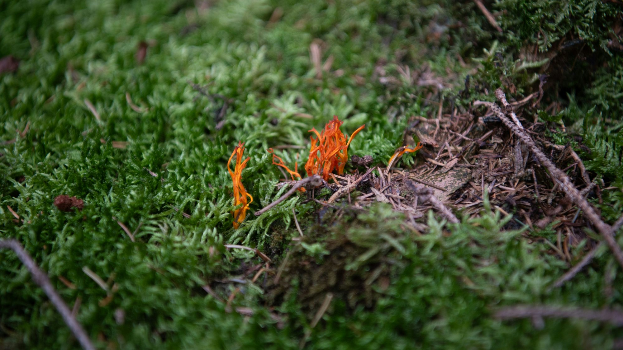 Dünne, orangefarbene Pilze sprießen aus dem Waldboden.