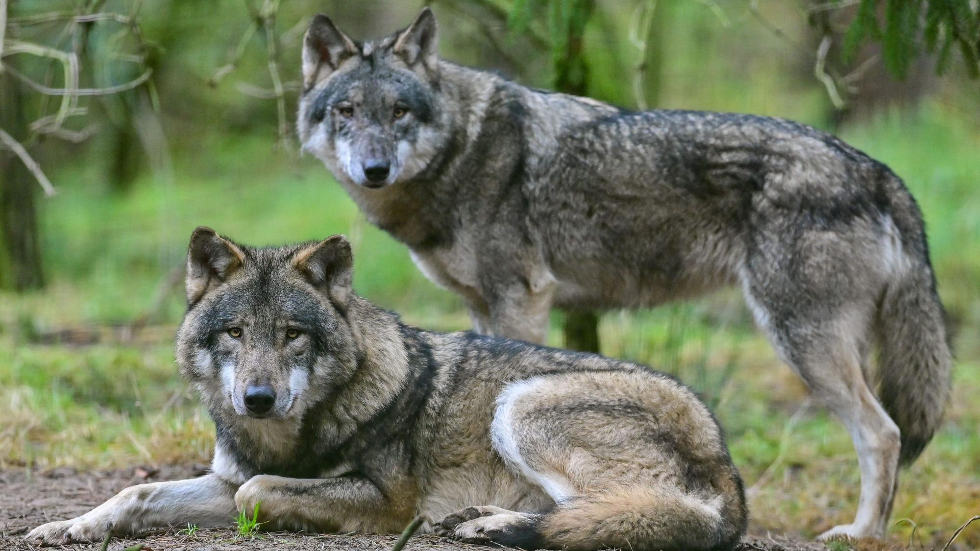 Die Zahl der Wolfsrudel ist weiter angestiegen.