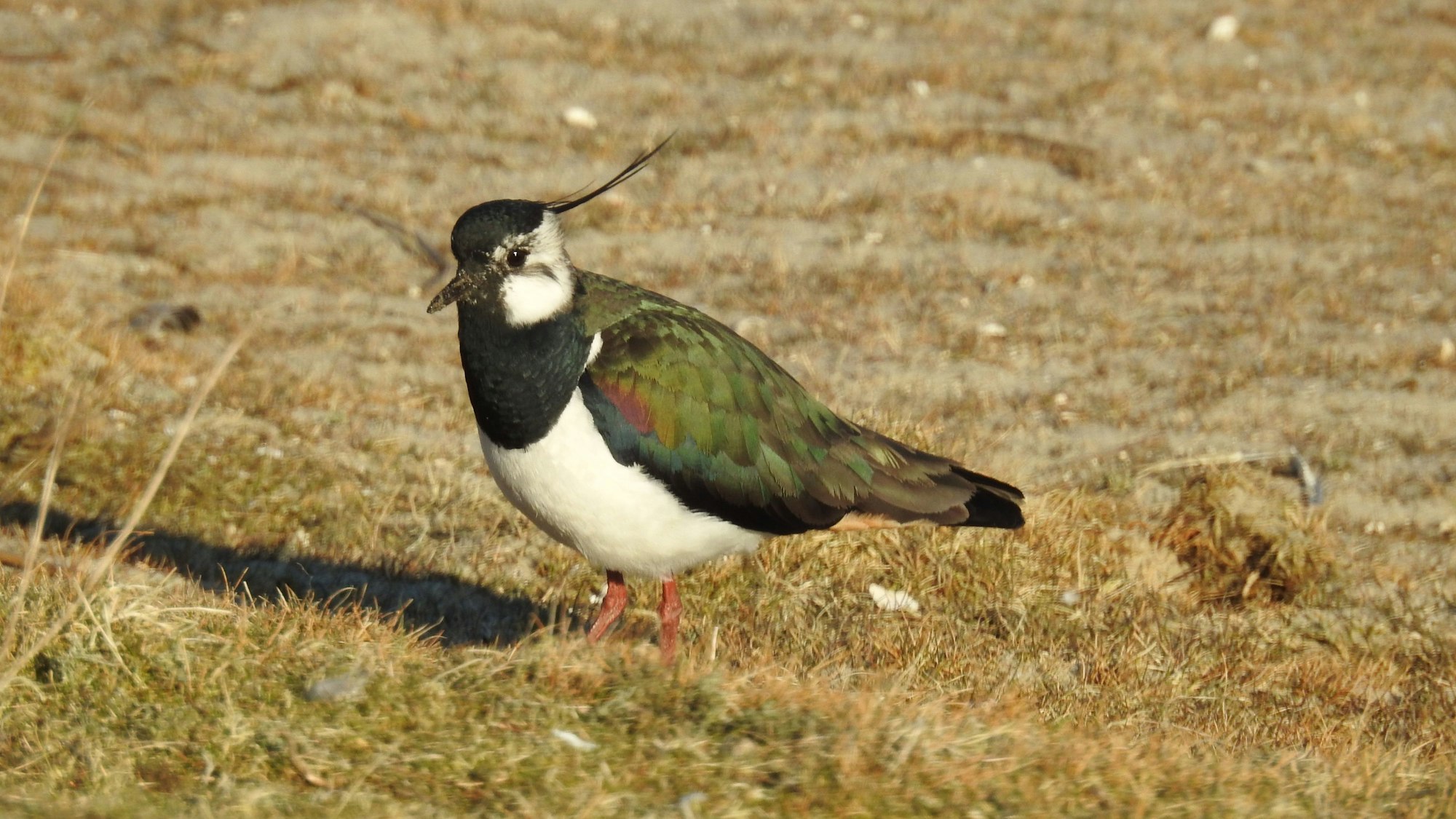 Ein Vogel mit schillernden Flügeln und einem Häubchen sitzt auf einem Feld.